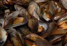 Mussel Secretions May Help Reduce Scars