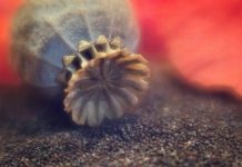 Old Wives’ Fertility Treatment Proves to Be Scientific Marvel