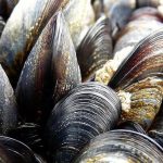 wildmussels