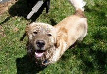 Pets Bring Beneficial Bacteria Into Homes