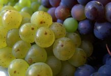 Grape Seed Extract Lengthens Lifespan of Tooth Fillings