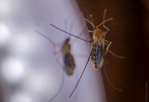 Bright Light Repels Mosquitos, Reduces Bites