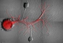 Scientists Delete Specific Memories from Snails’ Brains