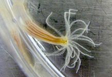 Do Sea Anemones Hold the Key to Generating Human Heart Cells?