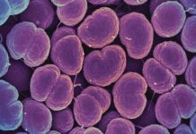 Untreatable Gonorrhea Is Becoming a Problem