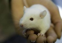 Scientists Engineer Super-Intelligent Mice via Gene Suppression