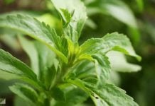 Stevia May Be the Cure for Lyme Disease