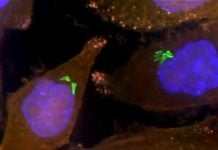 How Antibiotics Can Augment Cancer Therapy