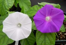 Scientists Use CRISPR to Change a Flower’s Color