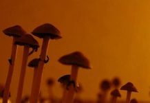 Magic Mushrooms May ‘Reset’ Depressed Patients’ Brains