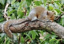 Squirrels’ Long Slumber May Hold the Key to Stroke Treatment