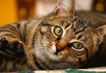 Does Owning a Pet Make You Healthier?